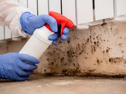 Best Basement Mold Removal in USA